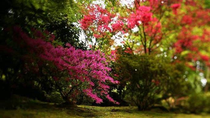 禅宗场景中的抽象粉红树