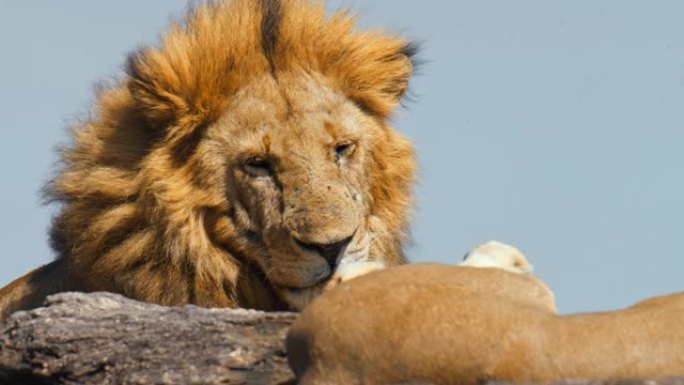 狮子在马赛马拉国家保护区的岩层上休息