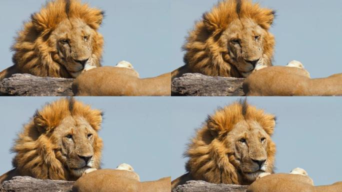 狮子在马赛马拉国家保护区的岩层上休息