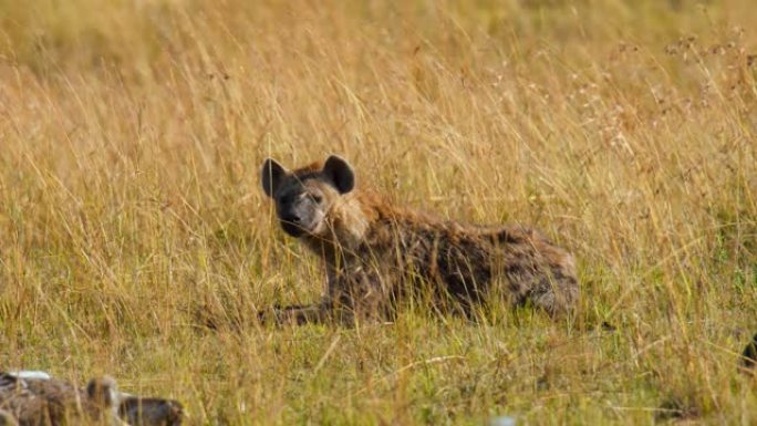 丰盛的午餐后，鬣狗躺在萨凡纳短草地上。饱腹休息。