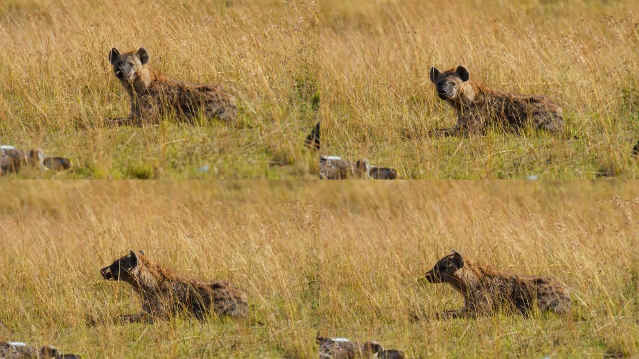 丰盛的午餐后，鬣狗躺在萨凡纳短草地上。饱腹休息。