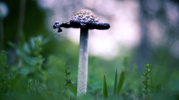 小清新野生菌野蘑菇毒蘑菇清新空镜头