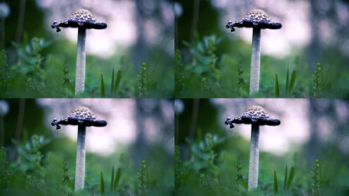 小清新野生菌野蘑菇毒蘑菇清新空镜头
