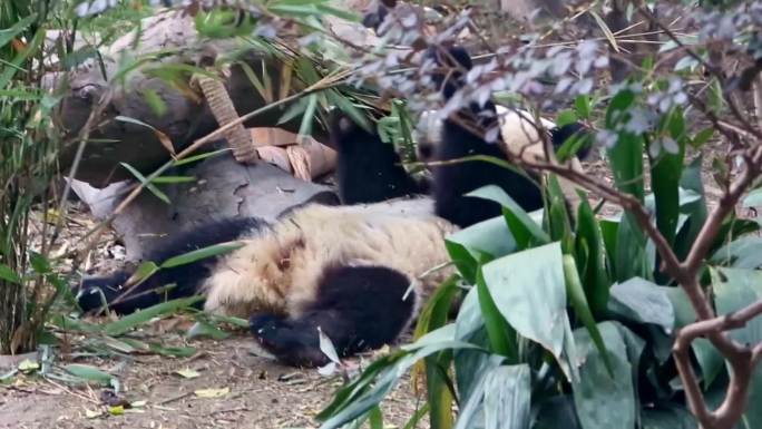 吃竹子进食的大熊猫