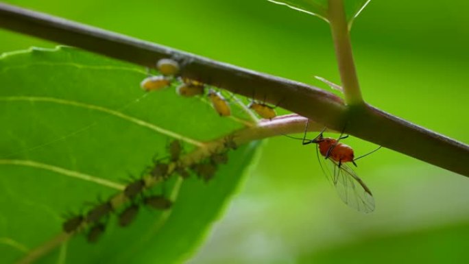蚜虫的4k慢动作视频，可识别阴影并显示摇摆行为。