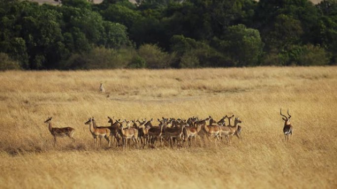 慢动作猎豹在野生动物保护区的草原上观看黑斑羚群。他们看不见我。