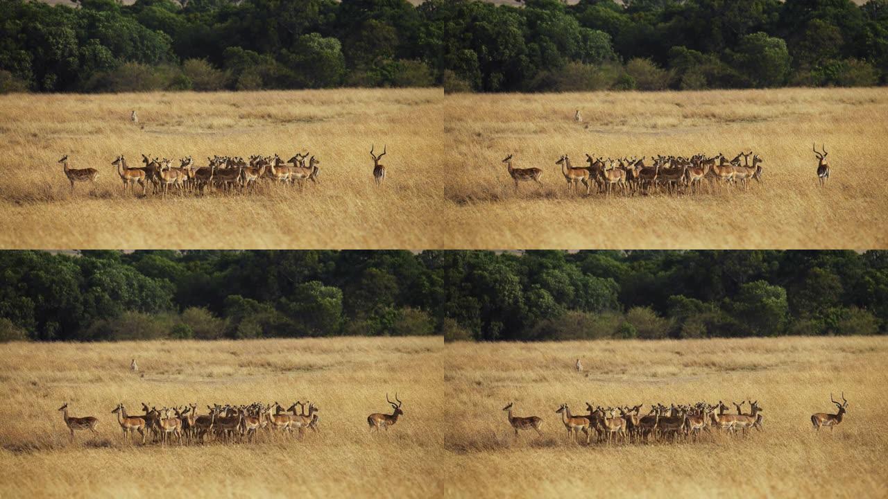 慢动作猎豹在野生动物保护区的草原上观看黑斑羚群。他们看不见我。
