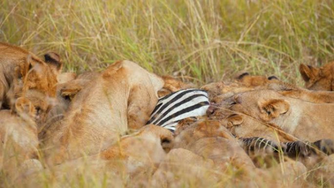 狮子在野生动物保护区的草地上吃死斑马