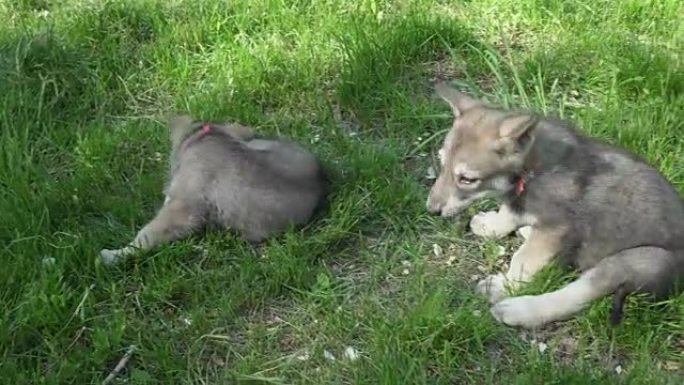 美丽有趣的萨尔洛斯猎狼犬小狗在公园的绿色草坪上玩耍素材视频