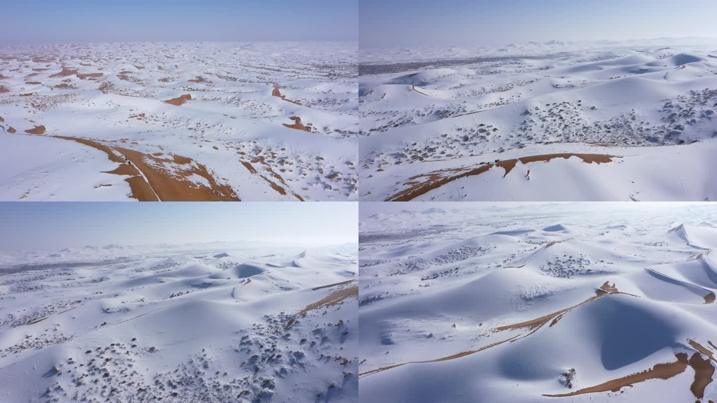 沙漠 雪地 猛禽  飞翔 起飞 沙漠秃鹫