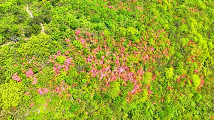 航拍浙江杭州桐庐杜鹃花 春色 乡村美景