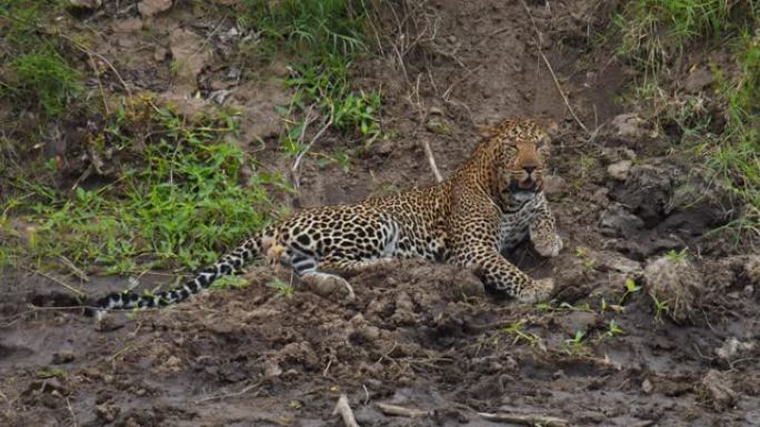 豹子躺在野生动物保护区的泥泞中舔皮毛