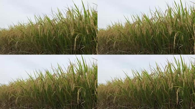 泰国的稻田。