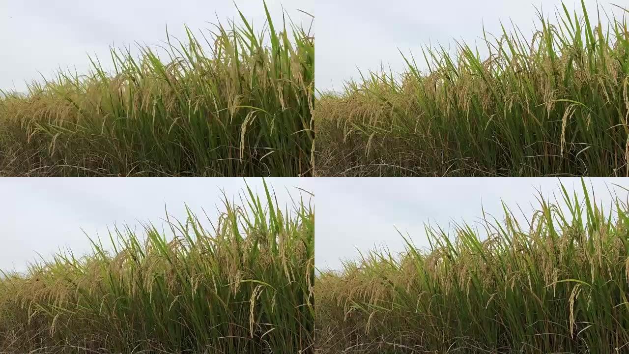 泰国的稻田。