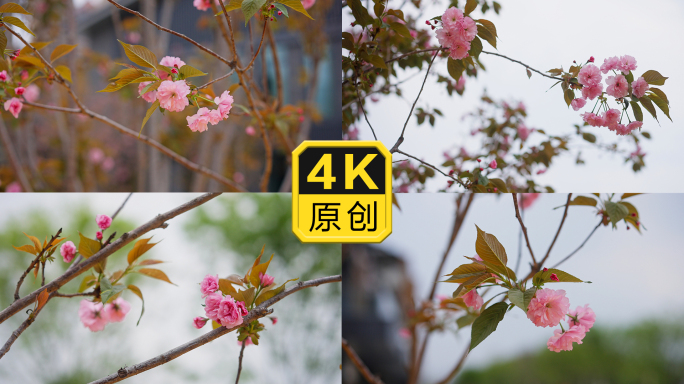 4K粉色樱花关山樱分红色日本晚樱升格