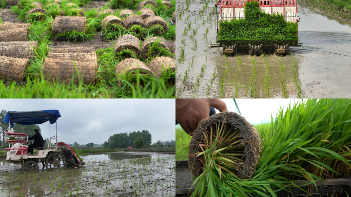 水稻插秧机机械插秧