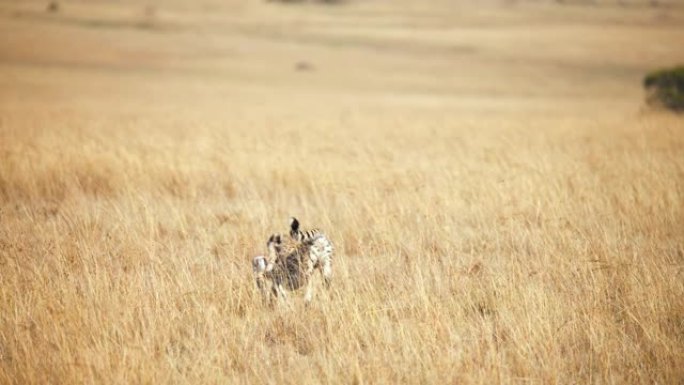 慢动作野生非洲猎豹追逐年轻黑斑羚