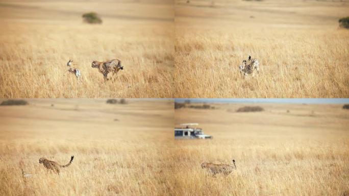 慢动作野生非洲猎豹追逐年轻黑斑羚