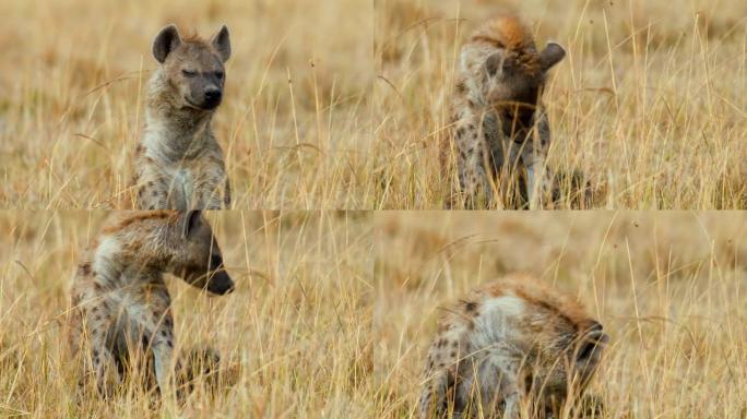 鬣狗在野生动物保护区的草地上休息时舔自己