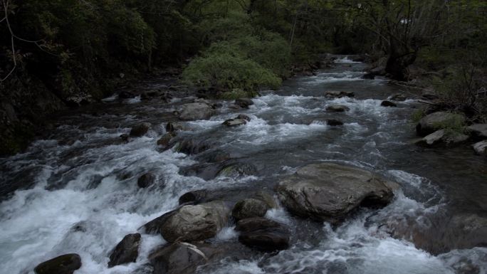 原始森林清澈溪涧流水