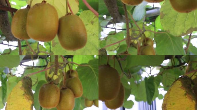 猕猴桃在我果园的猕猴桃树上快速生长