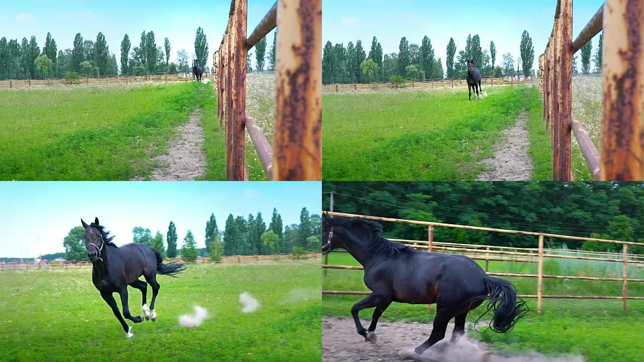 黑色美丽的马沿着围场的铁栅栏在绿色的草地上疾驰，突然停下来，把头穿过栅栏