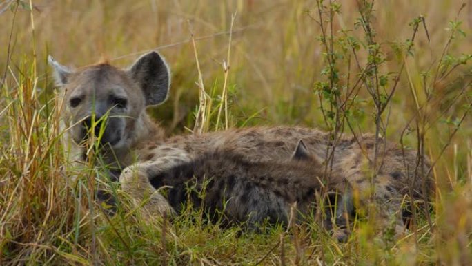 斑鬣狗在稀树草原上护理幼崽