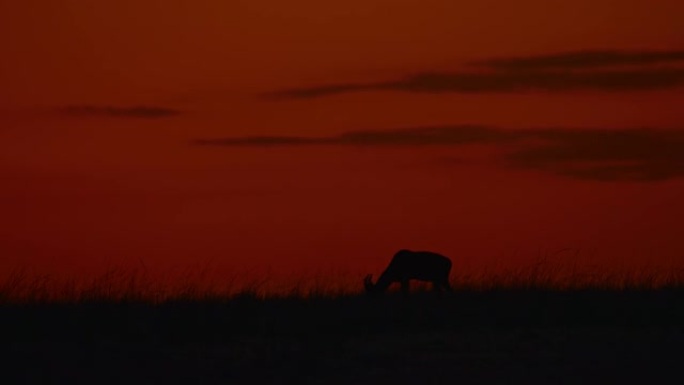 黄昏期间野生动物保护区草原上的羚羊