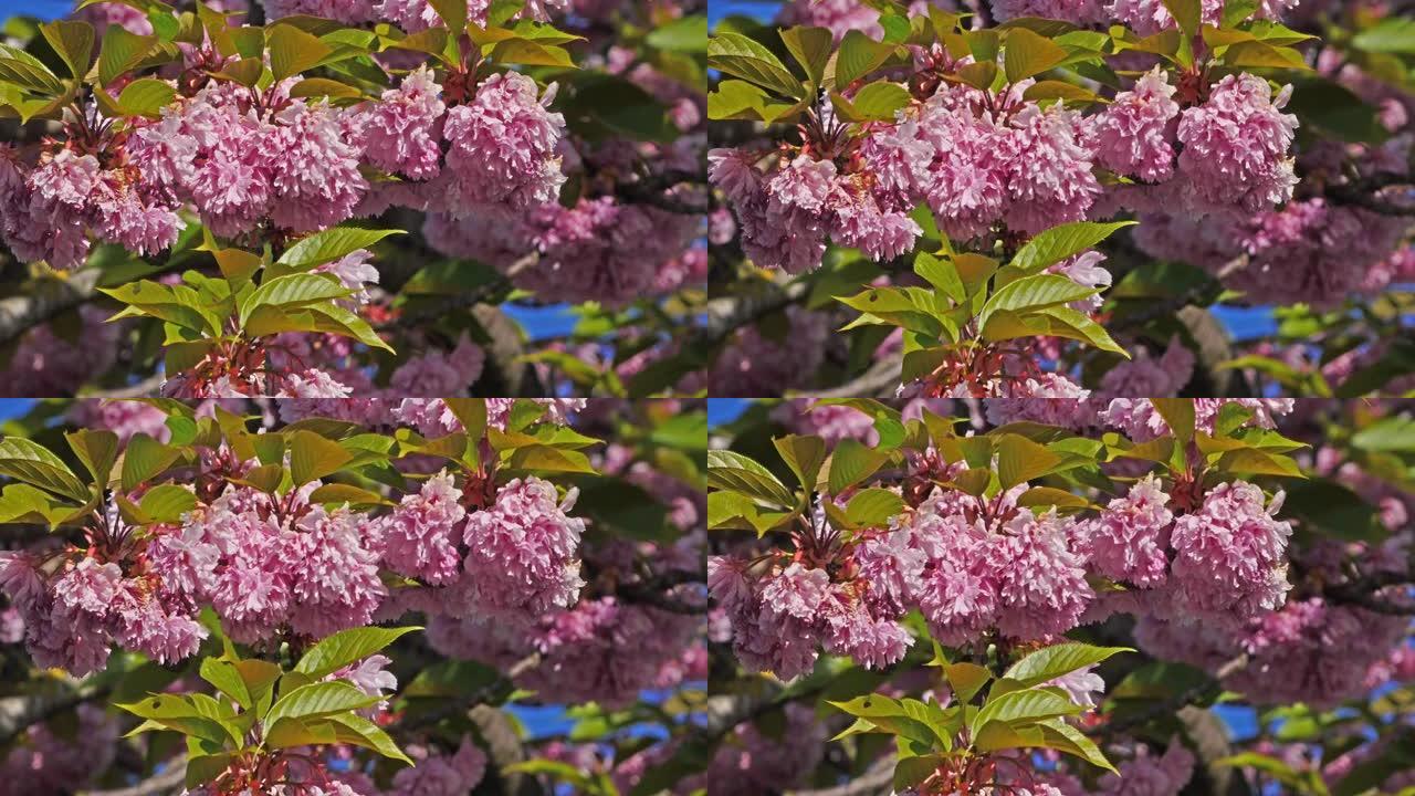 日本樱桃，李，开花树，风中的树枝，法国诺曼底，慢动作4K