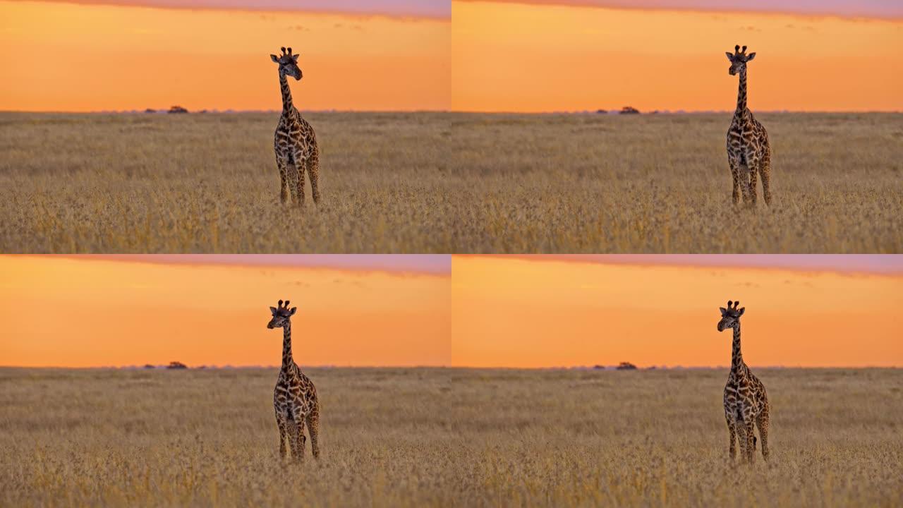 野生长颈鹿站在非洲大草原上，与干黄草相抵