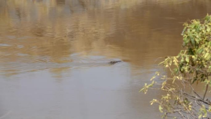 鳄鱼在野生动物保护区的河里游泳