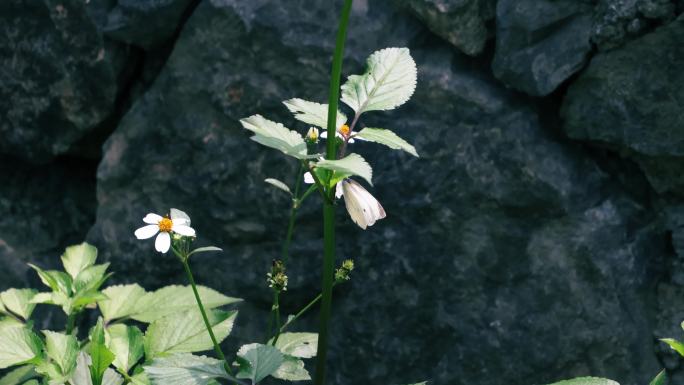 蝴蝶采花蜜