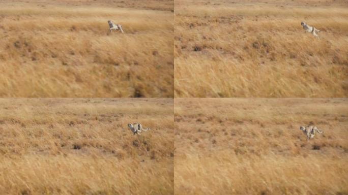 慢动作野生非洲猎豹在草场捕食后全速奔跑。猎豹猎杀黑斑羚。狩猎模式。
