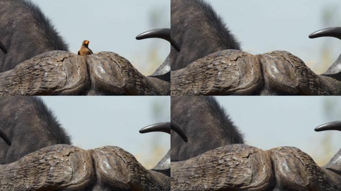 牛啄木鸟骑在水牛的角上。牛啄木鸟栖息在马赛马拉国家保护区的布法罗头上。免费乘车。纪录片。最佳纪录片