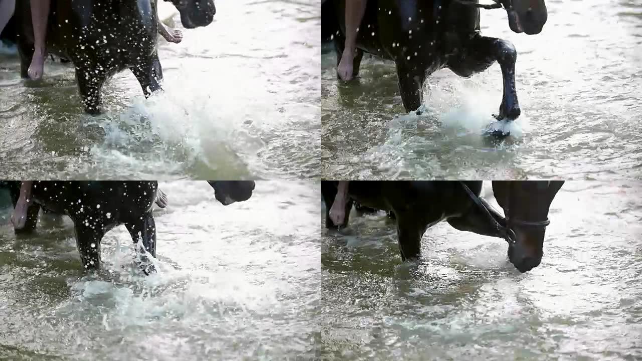 黑马在河上踩着蹄子溅水