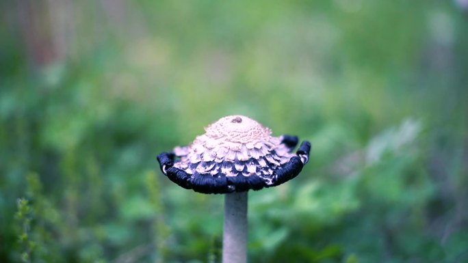 小清新野生菌野蘑菇毒蘑菇清新空镜头