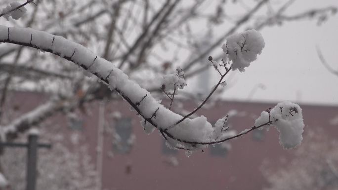 下雪时挂着厚厚积雪的树枝2