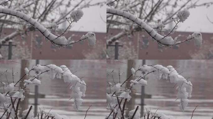 下雪时挂着厚厚积雪的树枝2