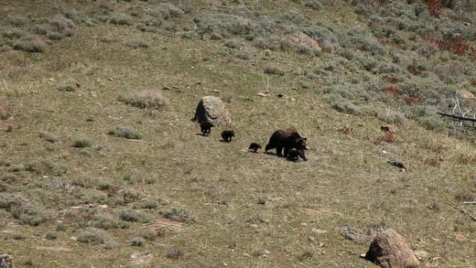 灰熊和四只幼崽在野外 (罕见)。