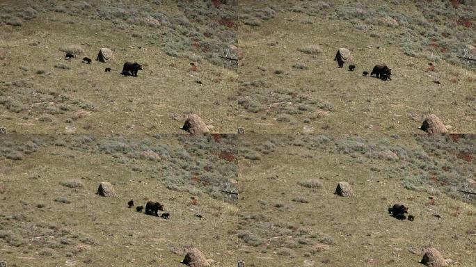 灰熊和四只幼崽在野外 (罕见)。