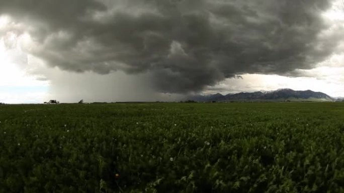 暴雨。一阵风穿过田野。