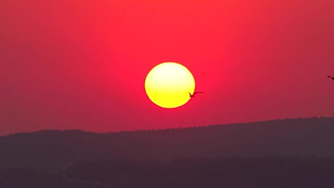 鸟儿在夕阳的橙色大圆盘前飞翔