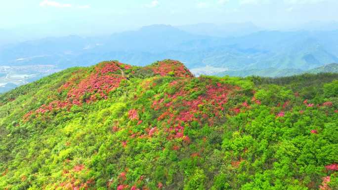 航拍浙江杭州桐庐杜鹃花 春色 乡村美景