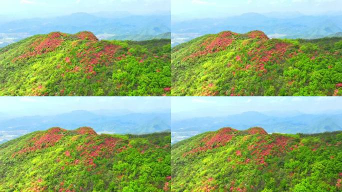 航拍浙江杭州桐庐杜鹃花 春色 乡村美景