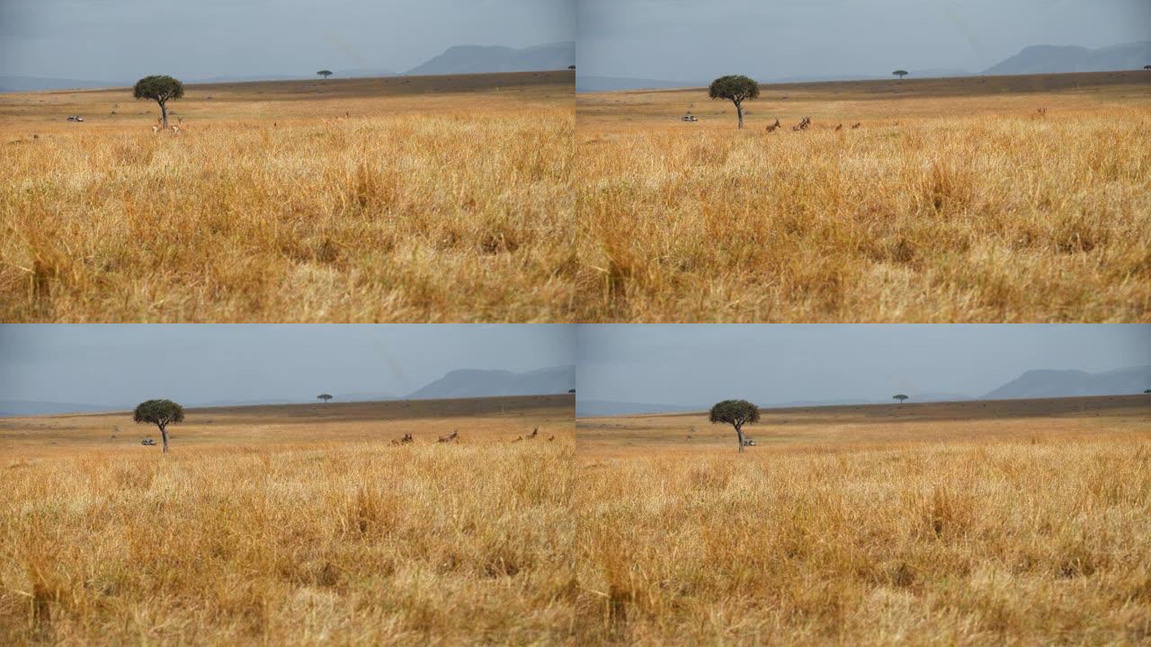 萨凡纳的黑斑羚在马赛马拉国家保护区的天空中，从后面的野生动物园车辆观察到
