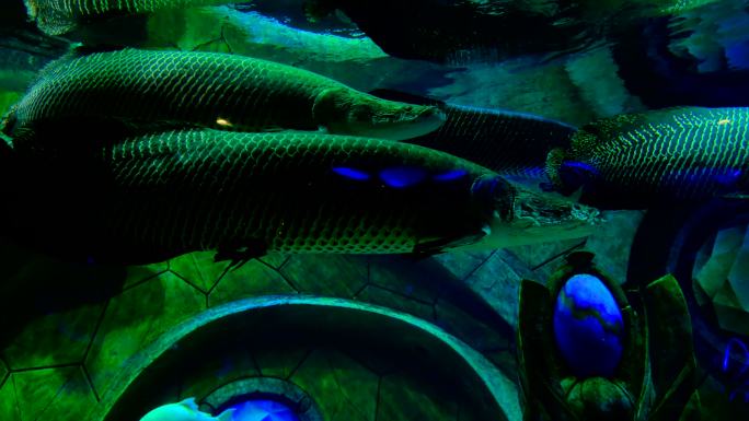 巨骨舌鱼 海洋馆 水族馆 海底世界