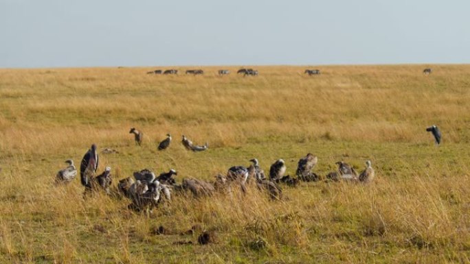 秃鹰和鹳栖息在马赛马拉国家保护区的大草原上