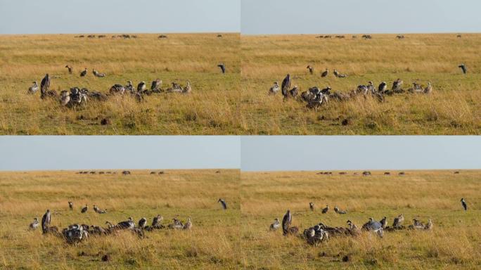 秃鹰和鹳栖息在马赛马拉国家保护区的大草原上