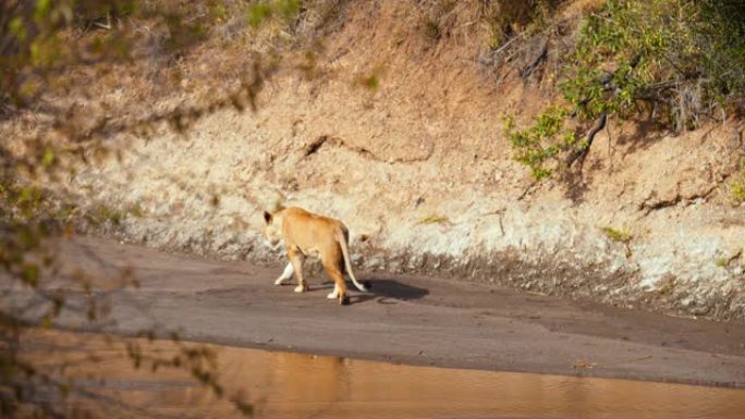 母狮在马赛马拉国家保护区在河附近行走