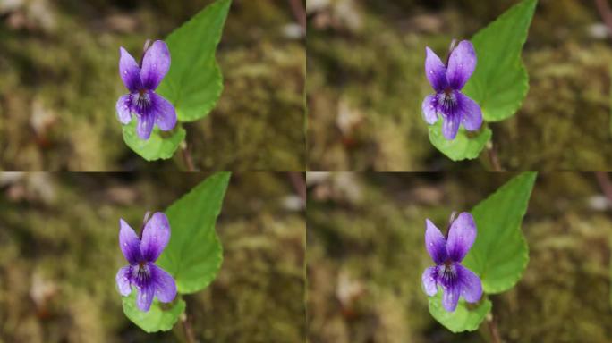 盛开的紫罗兰花的特写